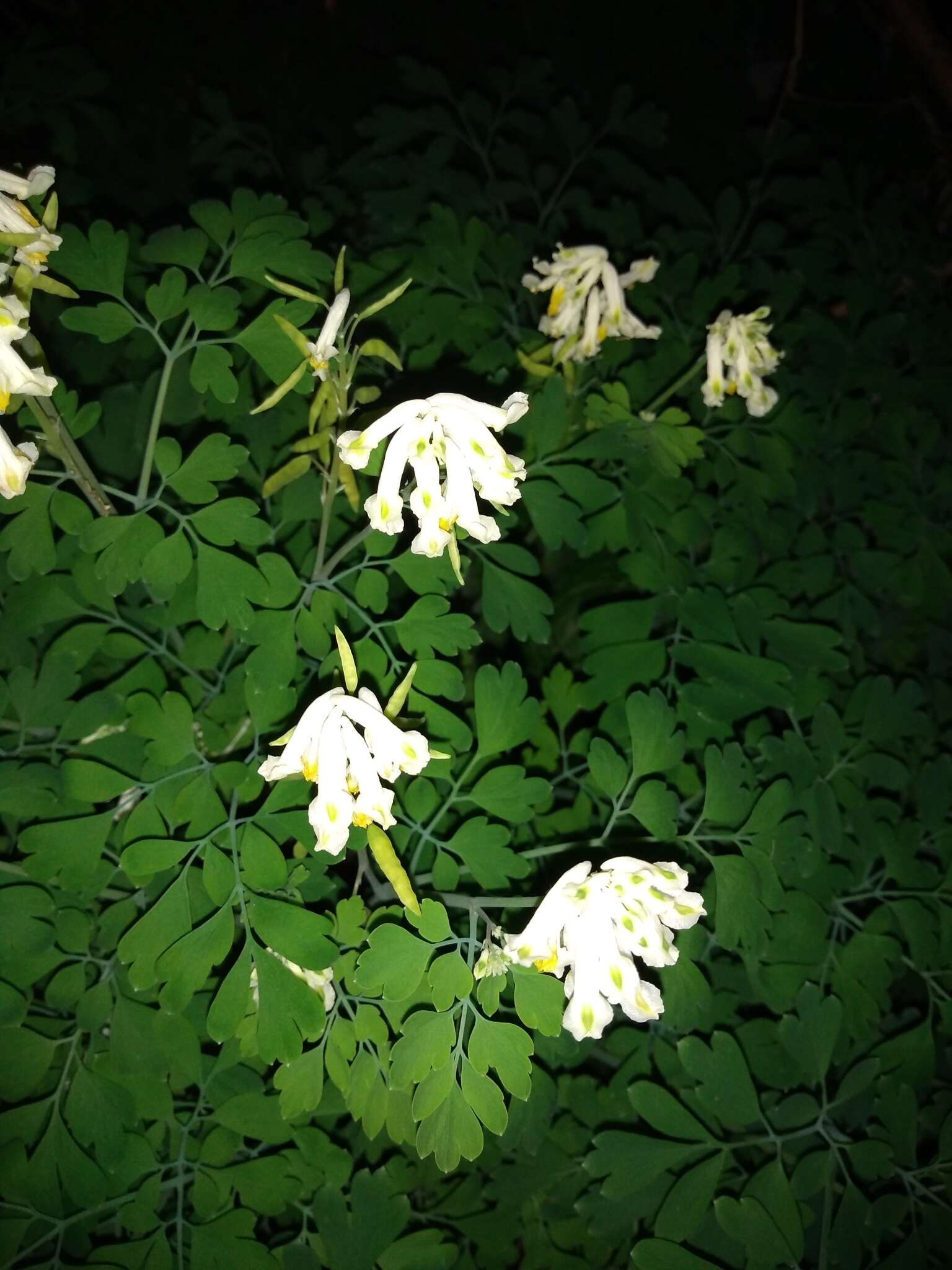 Image of pale corydalis