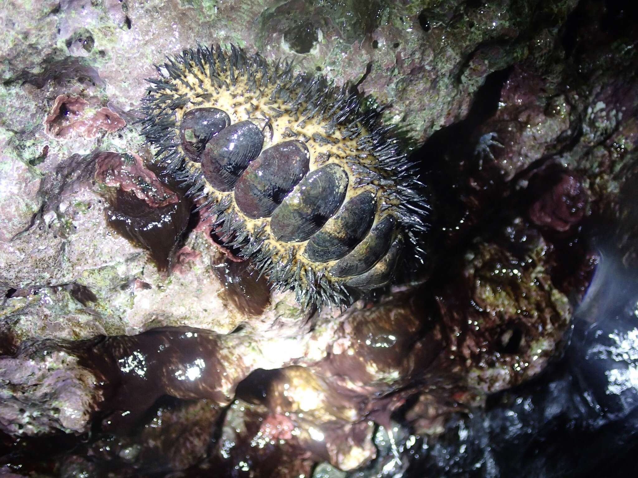 صورة Acanthopleura spinosa (Bruguière 1792)