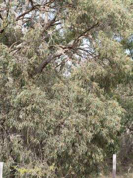 Eucalyptus radiata subsp. radiata resmi