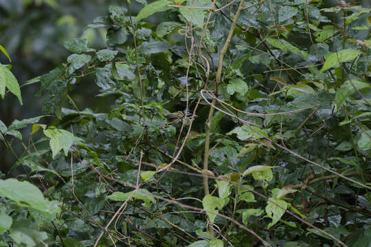 Image of Yellow-throated Tinkerbird