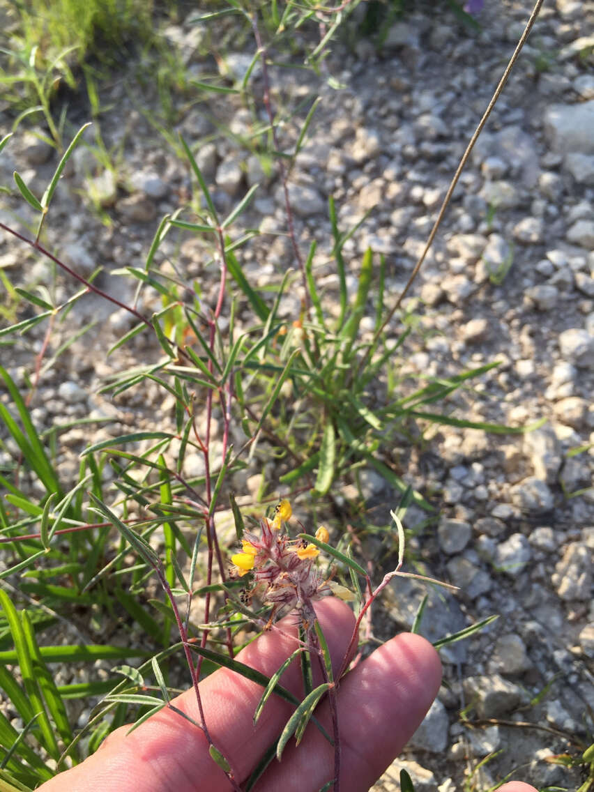 Image of Hall's prairie clover