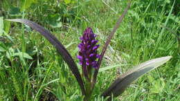 Image of Dactylorhiza incarnata subsp. cruenta (O. F. Müll.) P. D. Sell