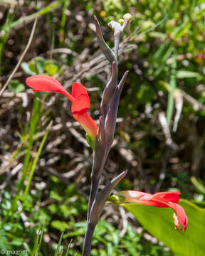 Plancia ëd Gladiolus cunonius (L.) Gaertn.