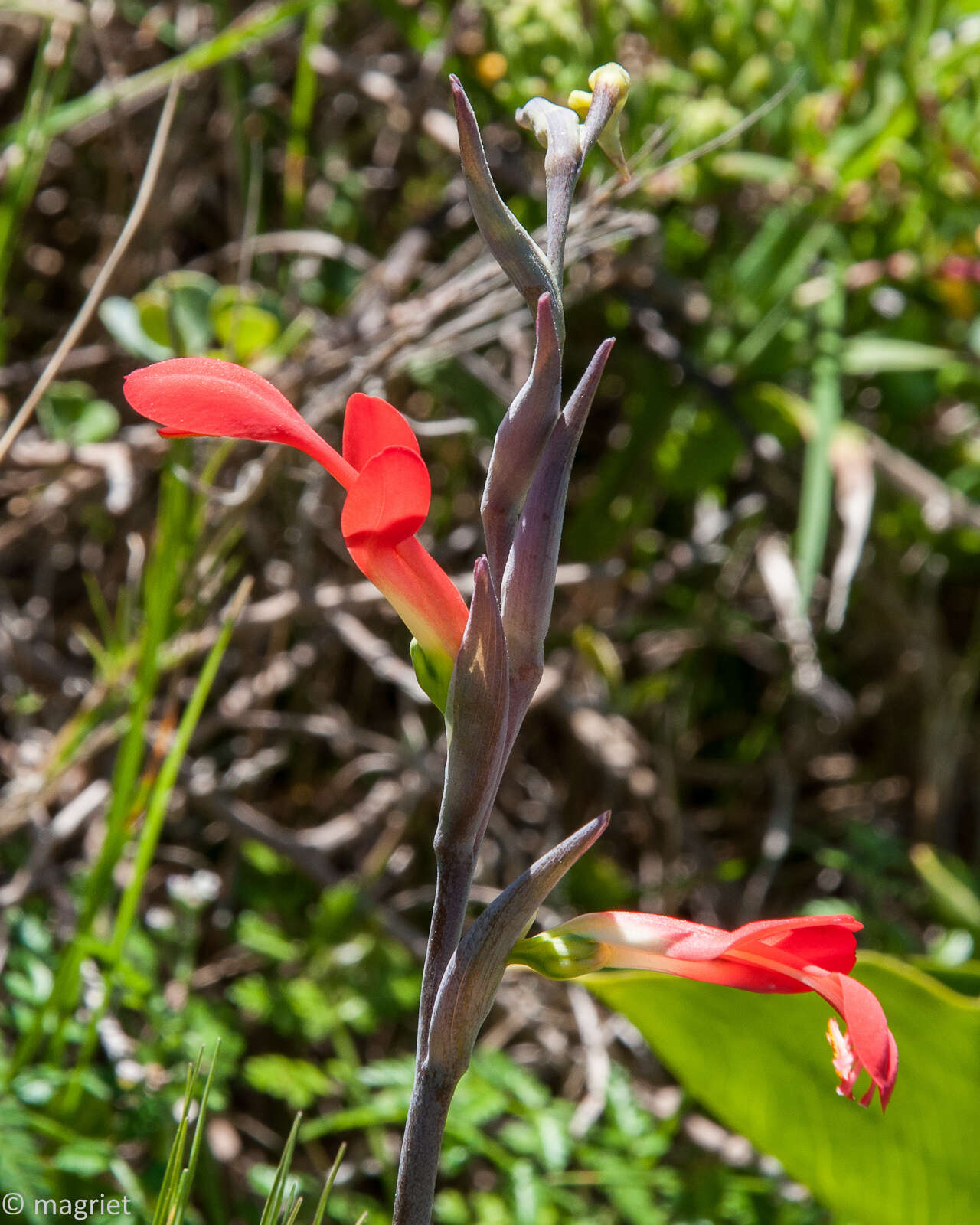 Plancia ëd Gladiolus cunonius (L.) Gaertn.