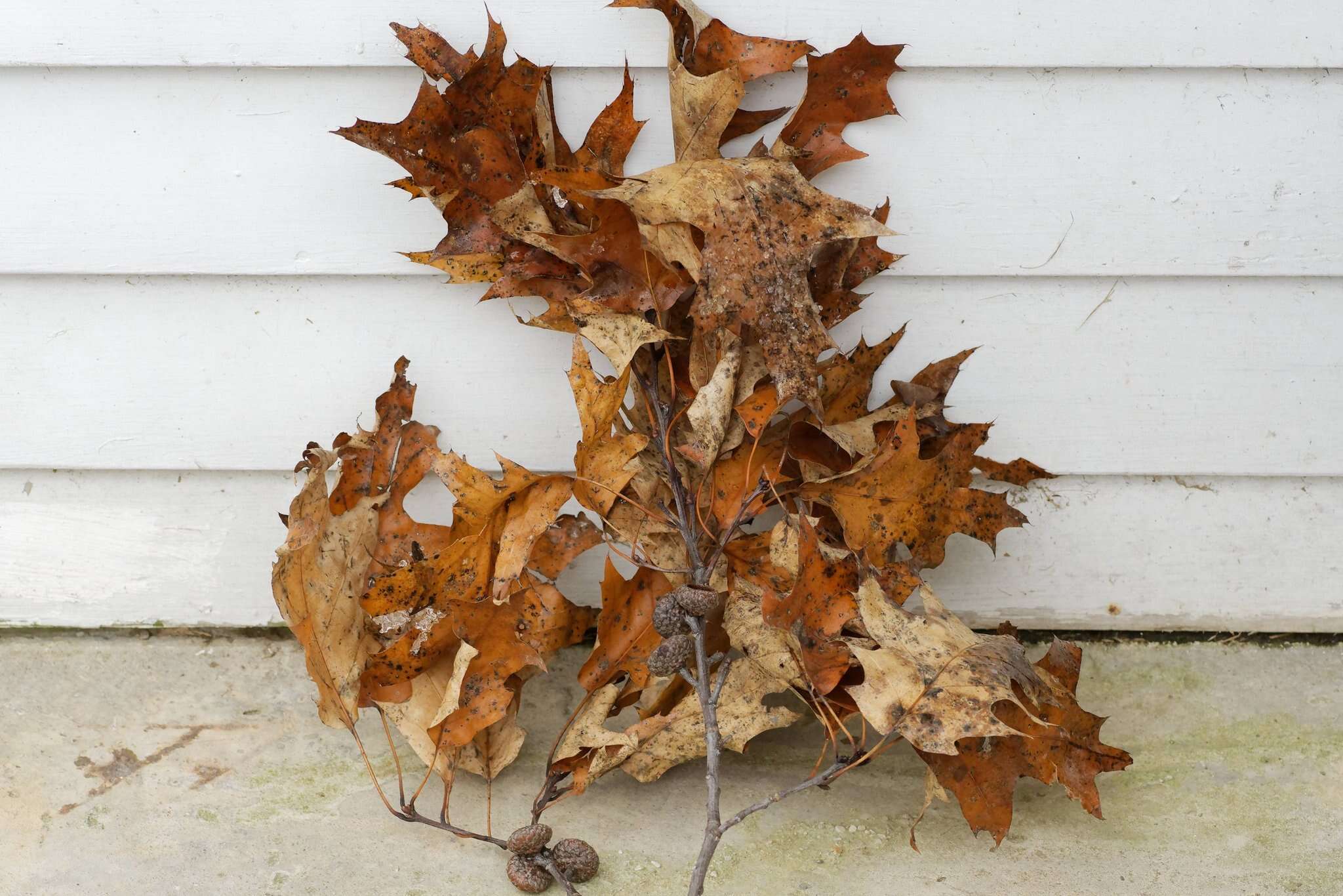 Imagem de Quercus hawkinsiae Sudw.