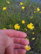 Image of striped bladderwort