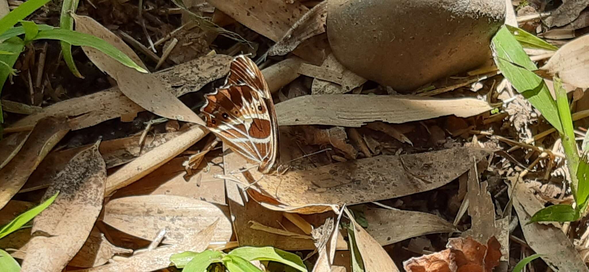 Image de <i>Oxeoschistus tauropolis</i>