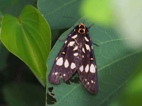 Image of Aglaomorpha histrio (Walker 1855)