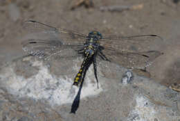 Image of Gomphurus lynnae (Paulson 1983)