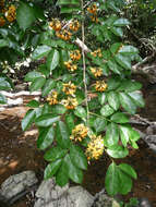 Image of Pterocarpus santalinoides DC.