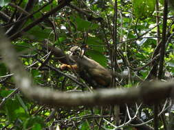 Image of Common Squirrel Monkey