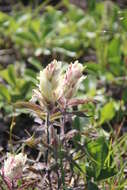 Image of Castilleja pallida subsp. pavlovii (Rebr.) A. & D. Löve