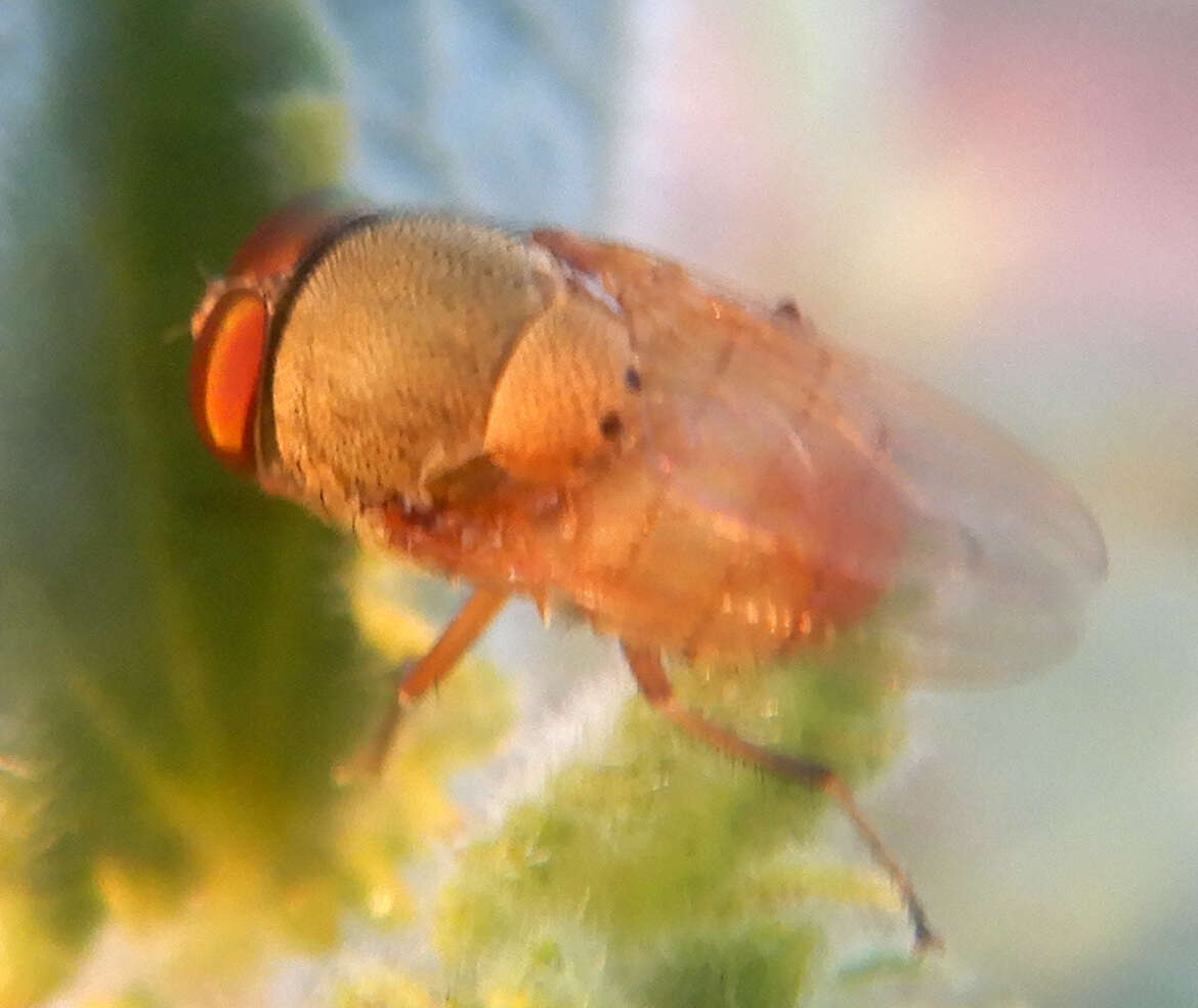 Imagem de Stomorhina pallida Malloch 1927