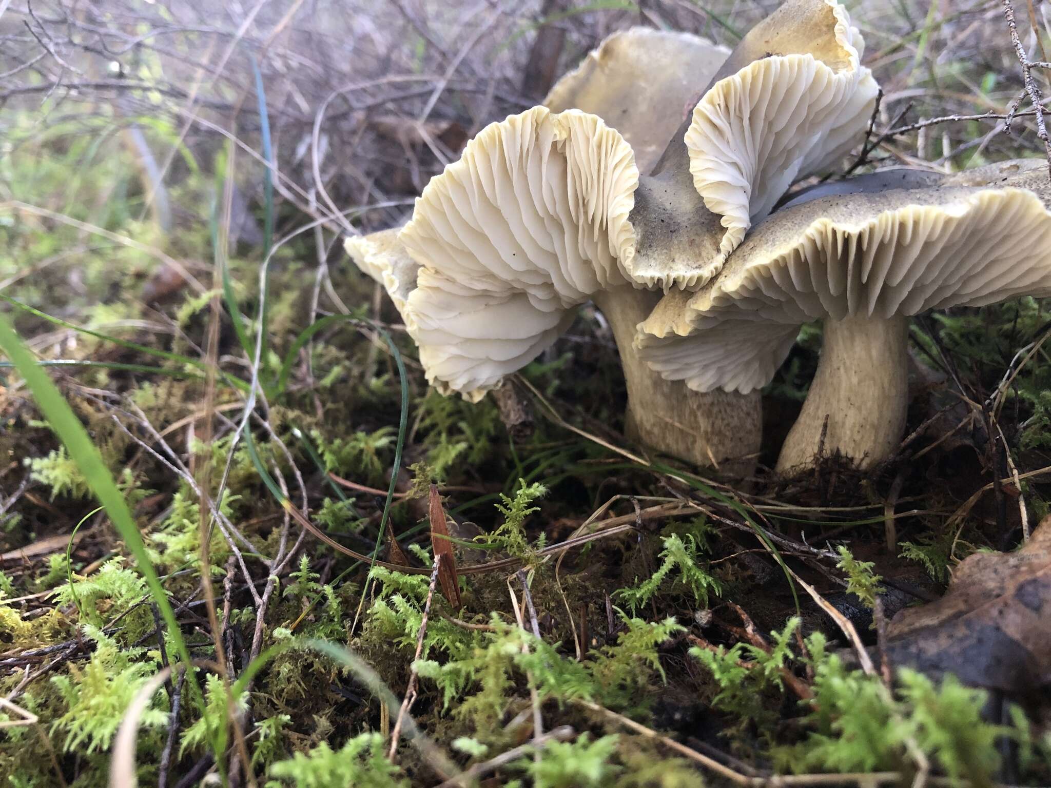 Tricholoma viridiolivaceum G. Stev. 1964的圖片