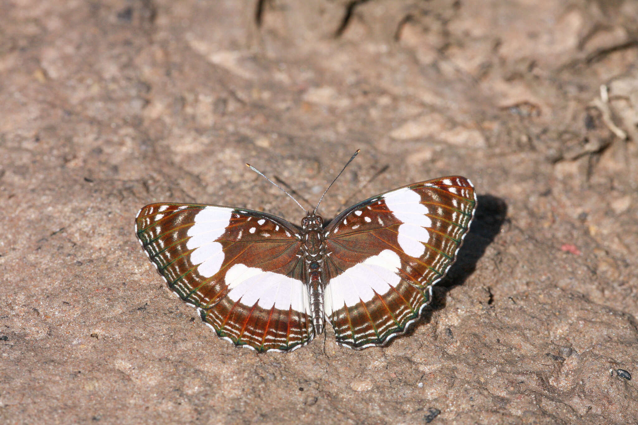 Image of Neptis serena Overlaet 1955