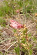 Слика од Penstemon fruticosus var. scouleri (Lindl.) Cronq.