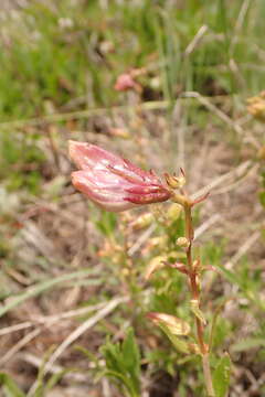 Image of littleleaf bush penstemon