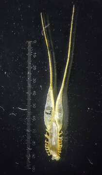 Plancia ëd Glyphochloa forficulata (C. E. C. Fisch.) Clayton