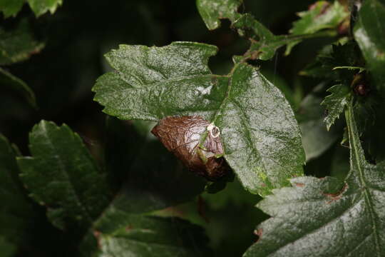 Image of Hawthorn Slender