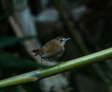 Plancia ëd Brachypteryx leucophris (Temminck 1828)