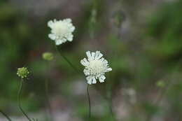 Image of Scabiosa bipinnata C. Koch