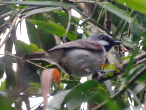 Image of Red-tailed Vangas