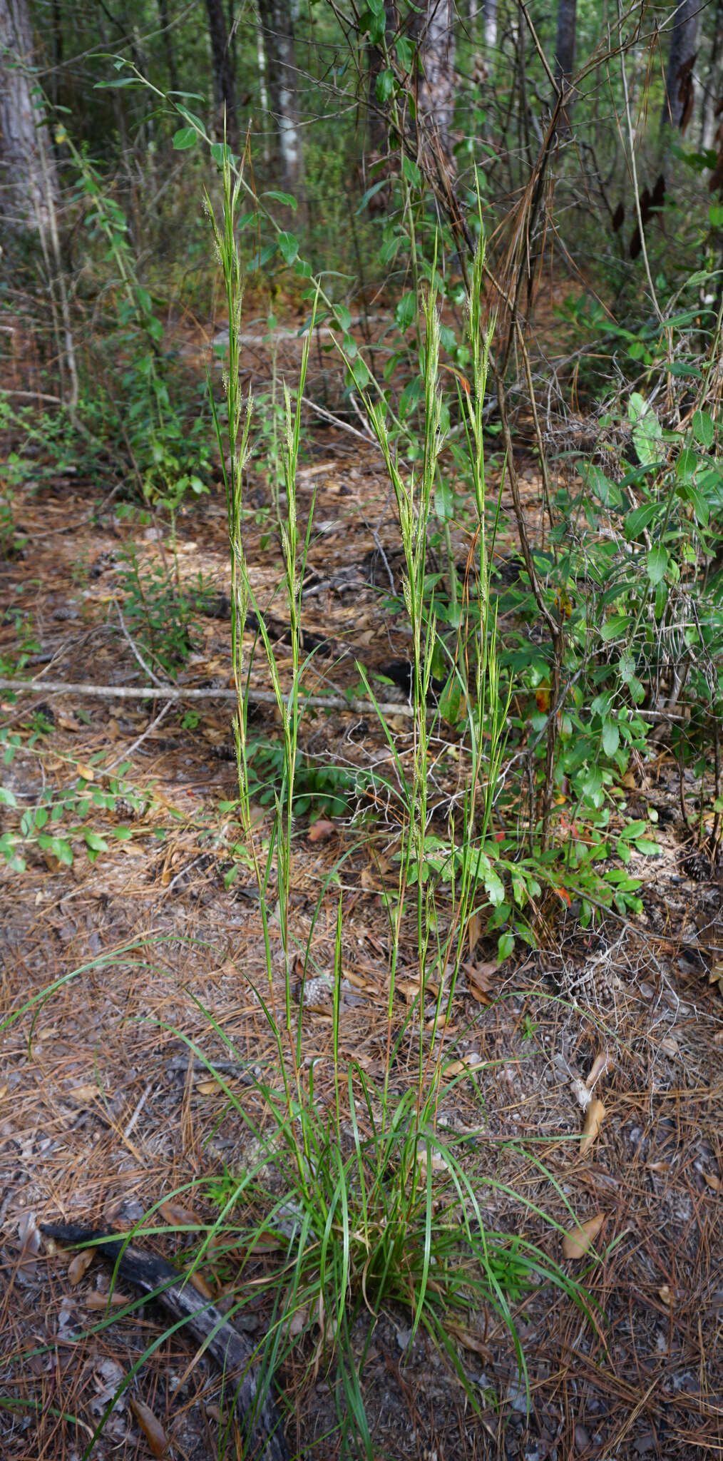 Image of Broomsedge Bluestem