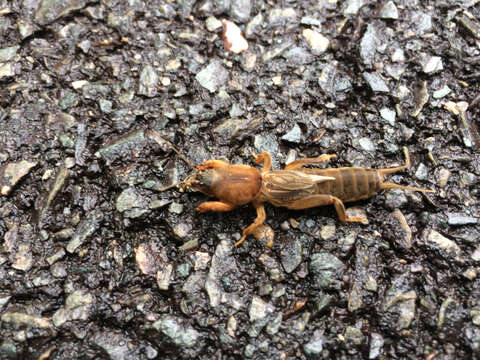 Image of Northern Mole Crickets