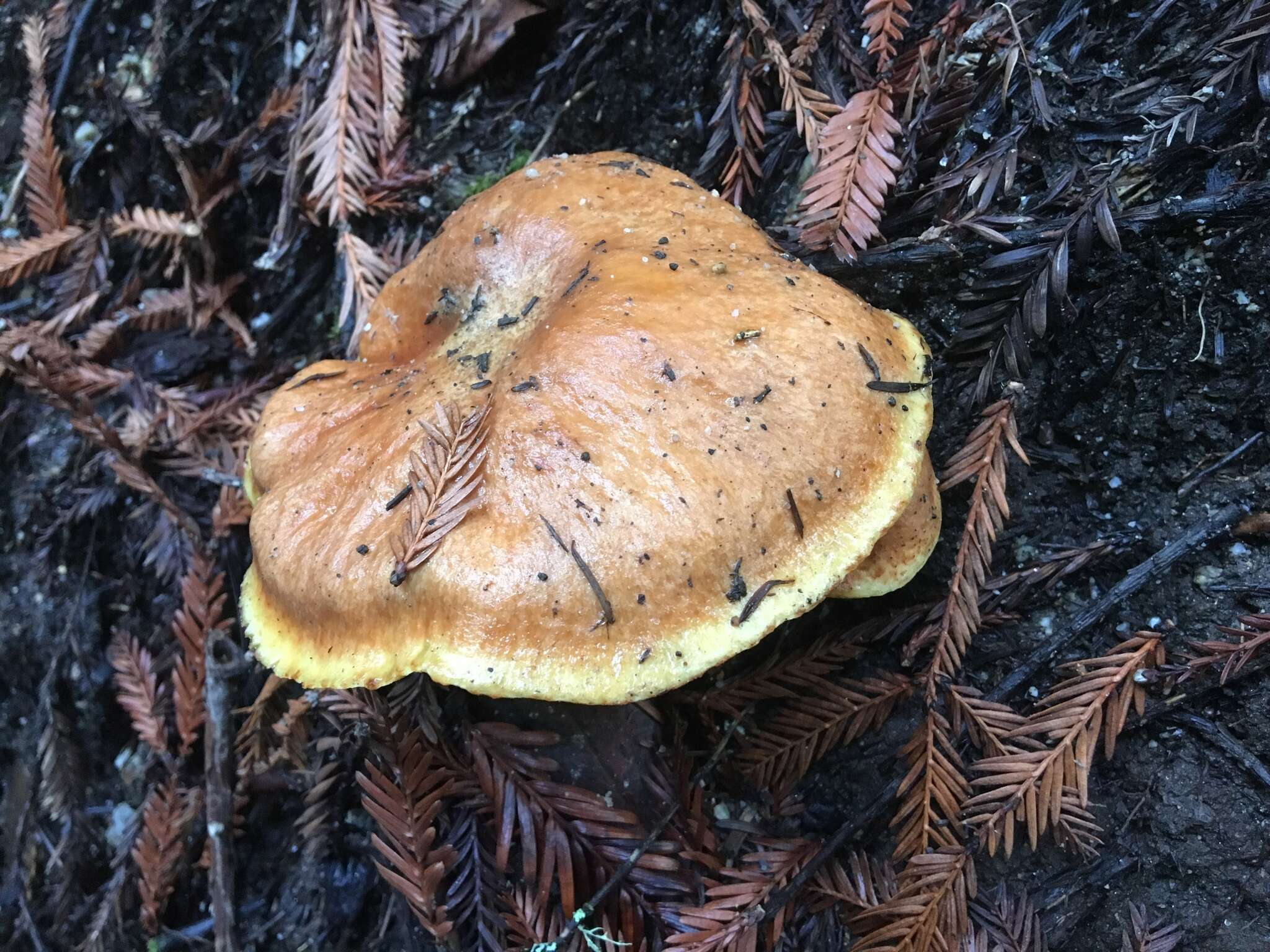 Image of Suillus caerulescens A. H. Sm. & Thiers 1964