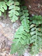 Sivun Polypodium saximontanum Windham kuva