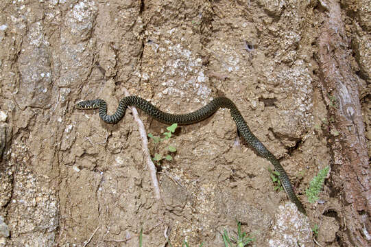 Image of Hierophis viridiflavus viridiflavus (Lacépède 1789)