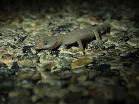 Image of Jewelled Gecko