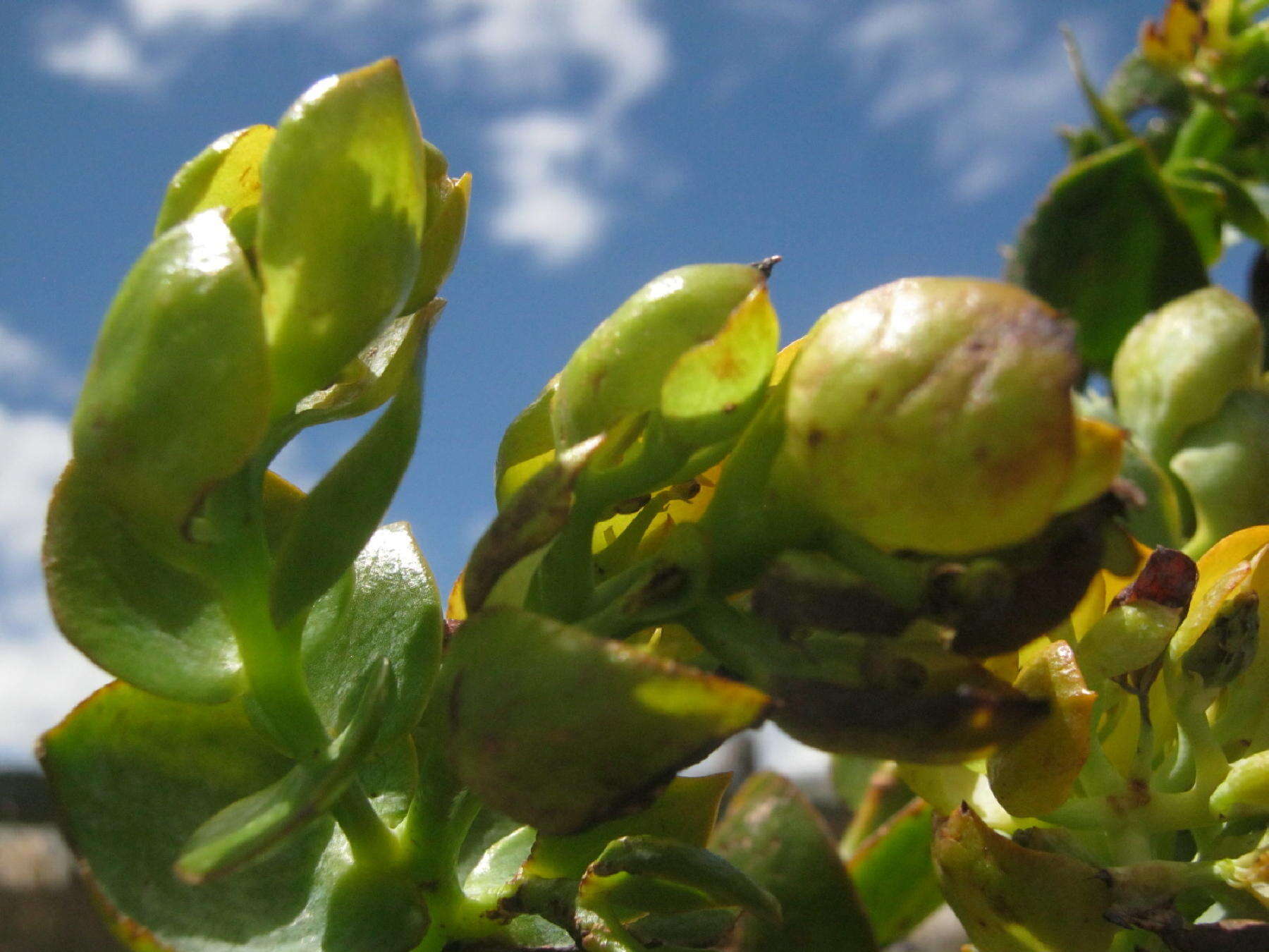 Image of Thesium euphorbioides Berg.