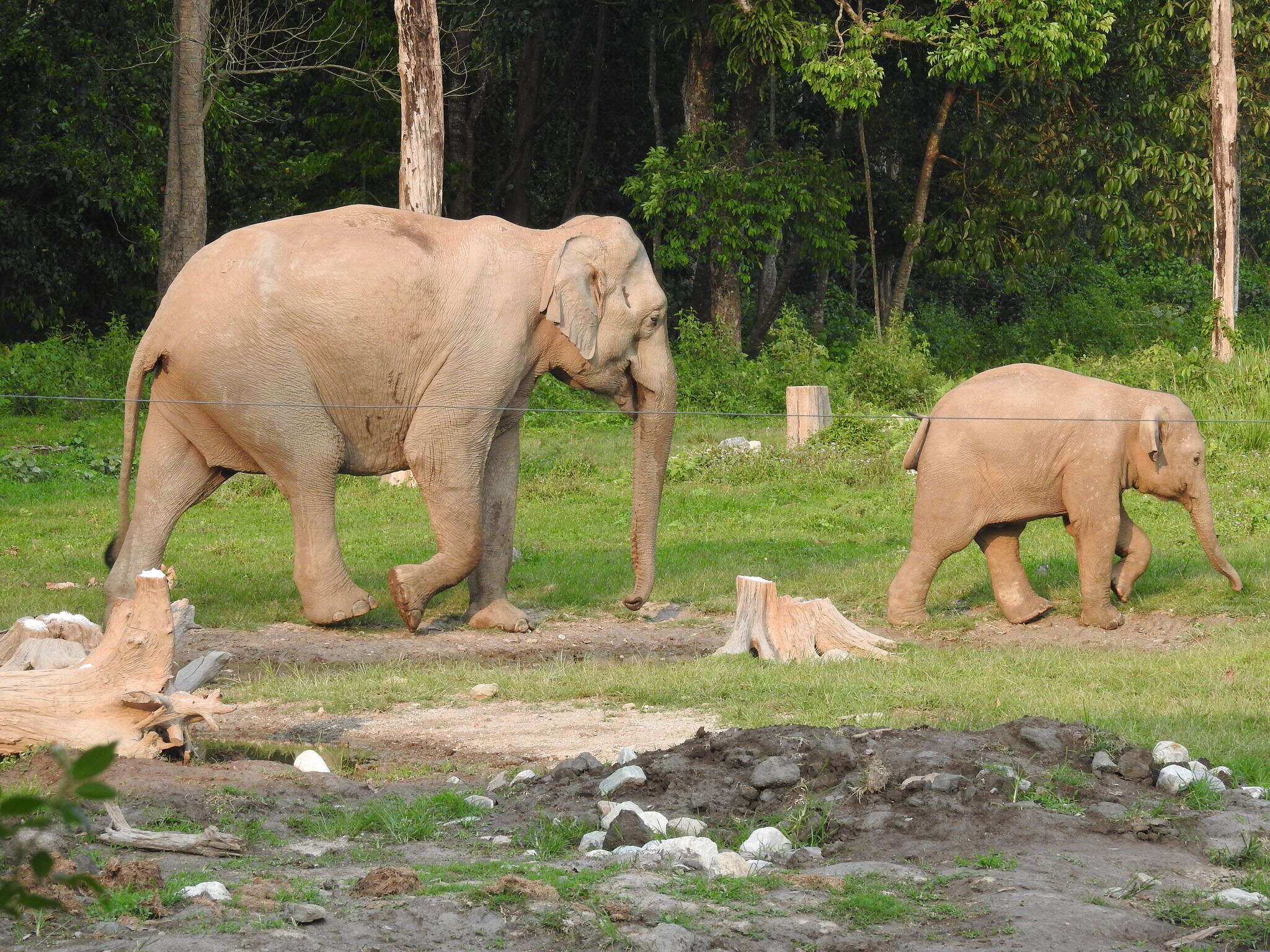 Image of Indian elephant