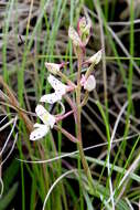 صورة Disa oreophila subsp. oreophila