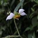 صورة Nasa triphylla subsp. papaverifolia (Humb., Bonpl. & Kunth) Weigend