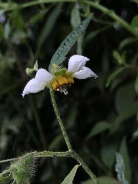 صورة Nasa triphylla subsp. papaverifolia (Humb., Bonpl. & Kunth) Weigend