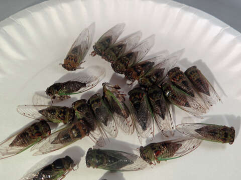 Image of Plains Dog-day Cicada