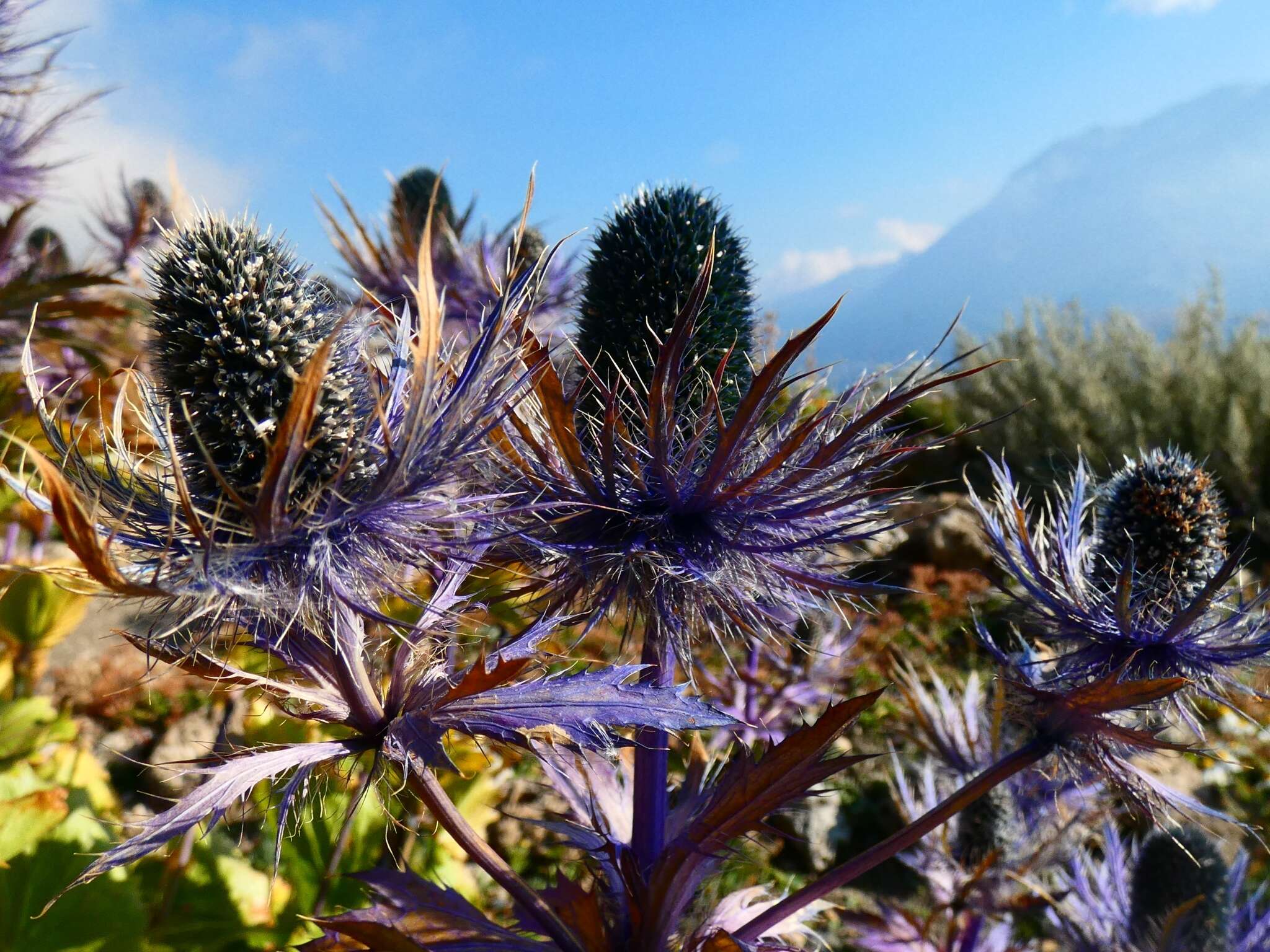 Imagem de Eryngium alpinum L.