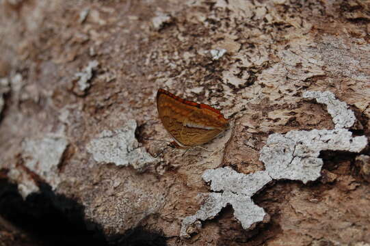 Image of <i>Charaxes macclounii</i>