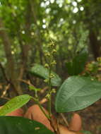 Image of Mallotus rhamnifolius (Willd.) Müll. Arg.