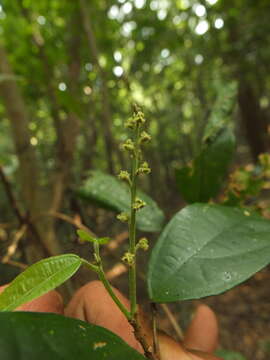 Image of Mallotus rhamnifolius (Willd.) Müll. Arg.