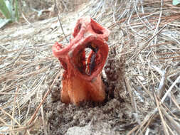 Imagem de Clathrus columnatus Bosc 1811