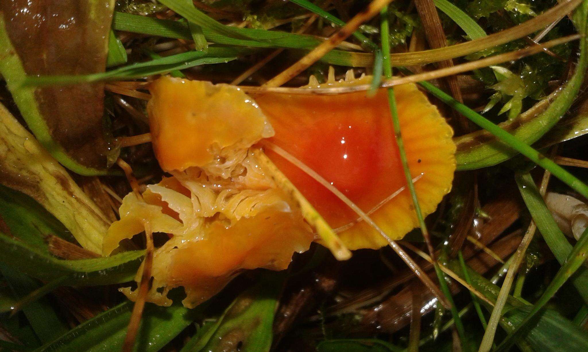 Image of Hygrocybe mucronella (Fr.) P. Karst. 1879