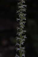 Image of Royal rein orchid