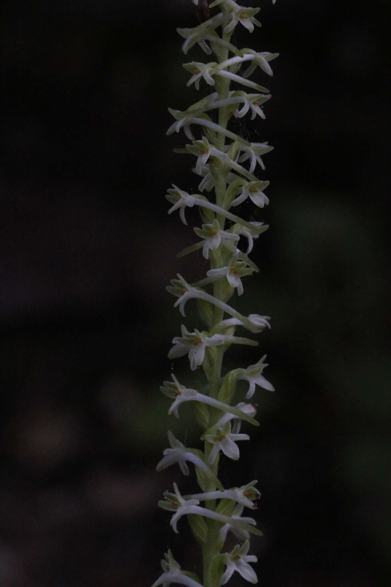 Image of Royal rein orchid