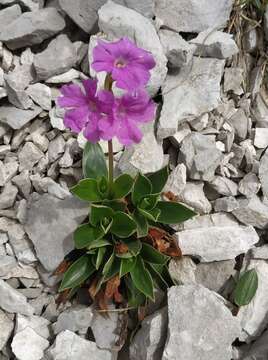 Sivun Primula glaucescens Moretti kuva