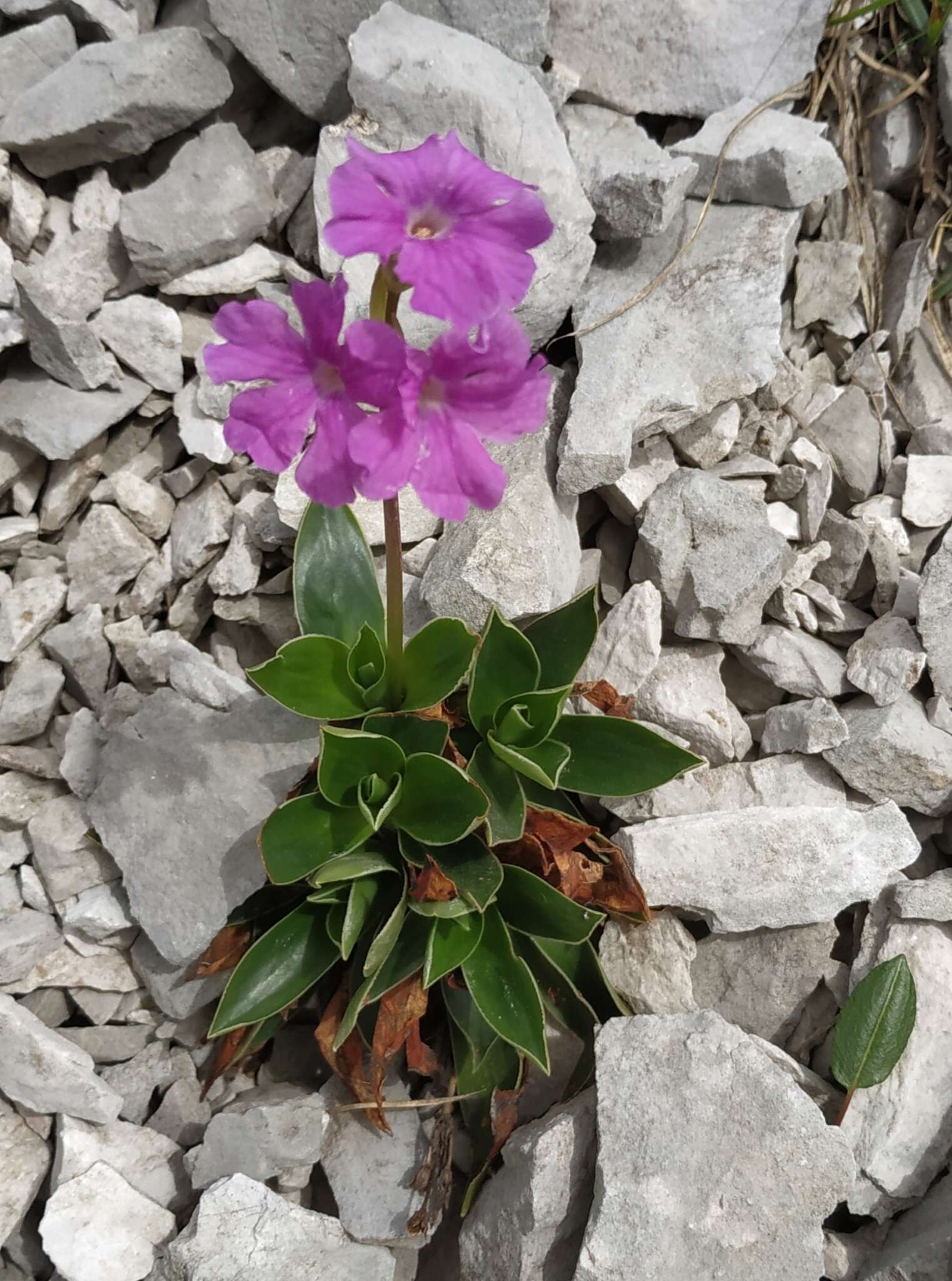 Sivun Primula glaucescens Moretti kuva