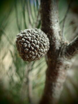 صورة Allocasuarina nana (Sieber ex Spreng.) L. A. S. Johnson