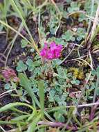 Слика од Trifolium burchellianum Ser.